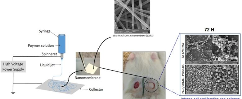 Mantova apoya investigación científica de biomateriales para la medicina regenerativa